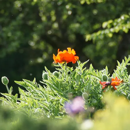 Landgasthof Em Lade 3* Dahlem (Euskirchen)