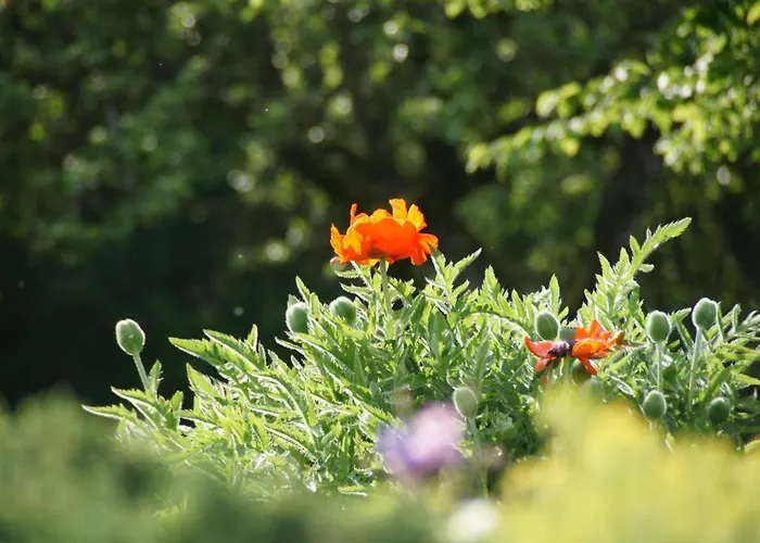 埃姆拉德乡村旅馆 3* 克罗嫩堡